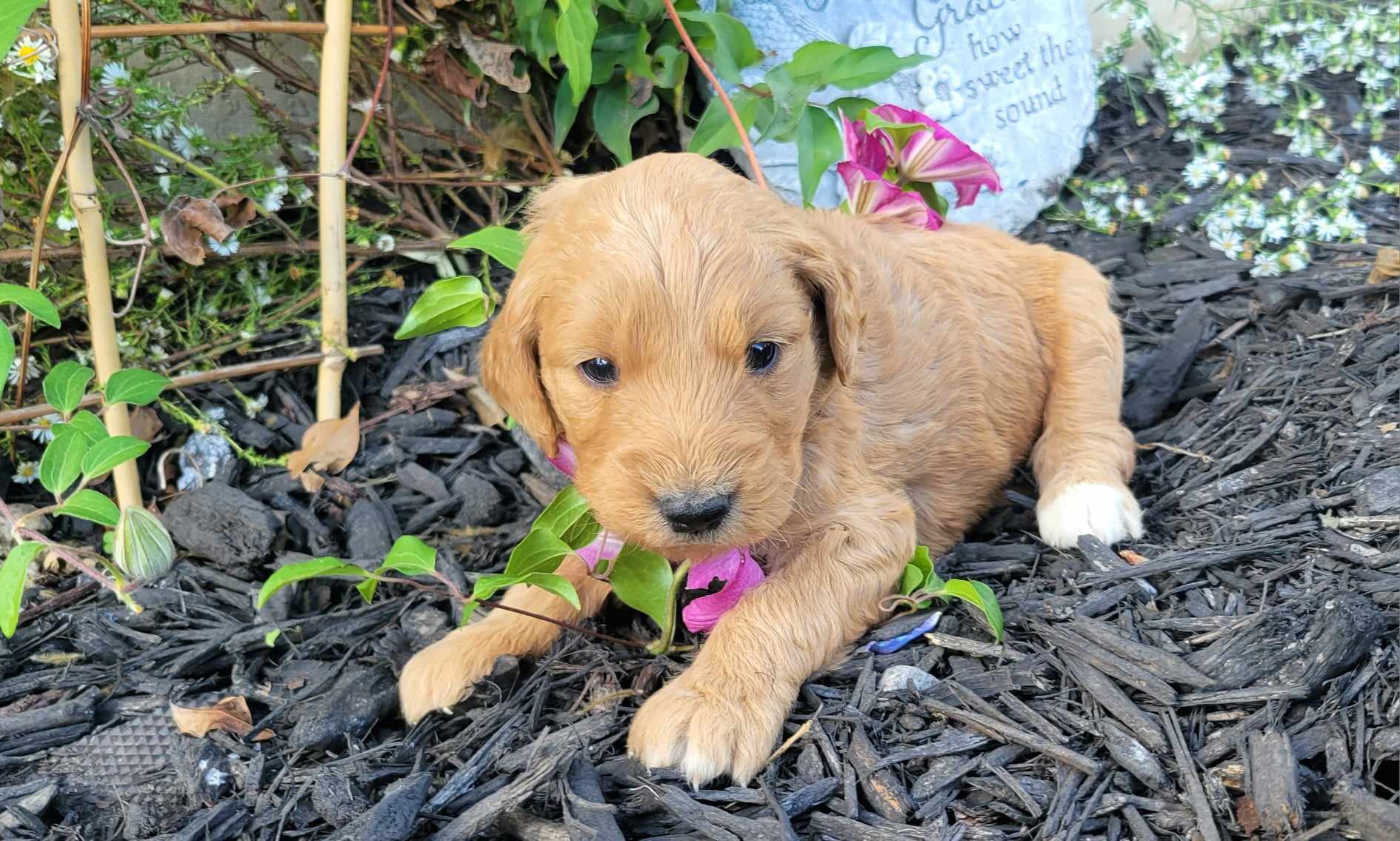 puppy, for, sale, Poodle Standard/Golden Retriever, Lana  Arnall, dog, breeder, Hartville, MO, dog-breeder, puppy-for-sale, forsale, nearby, find, puppyfind, locator, puppylocator, aca